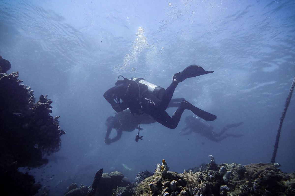 Réduire l'impact des plongées sur les herbiers marins