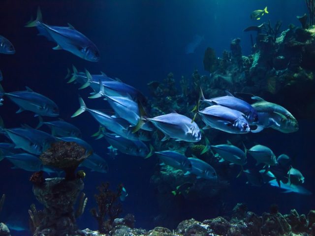 Impact des microplastiques sur les sites de plongée