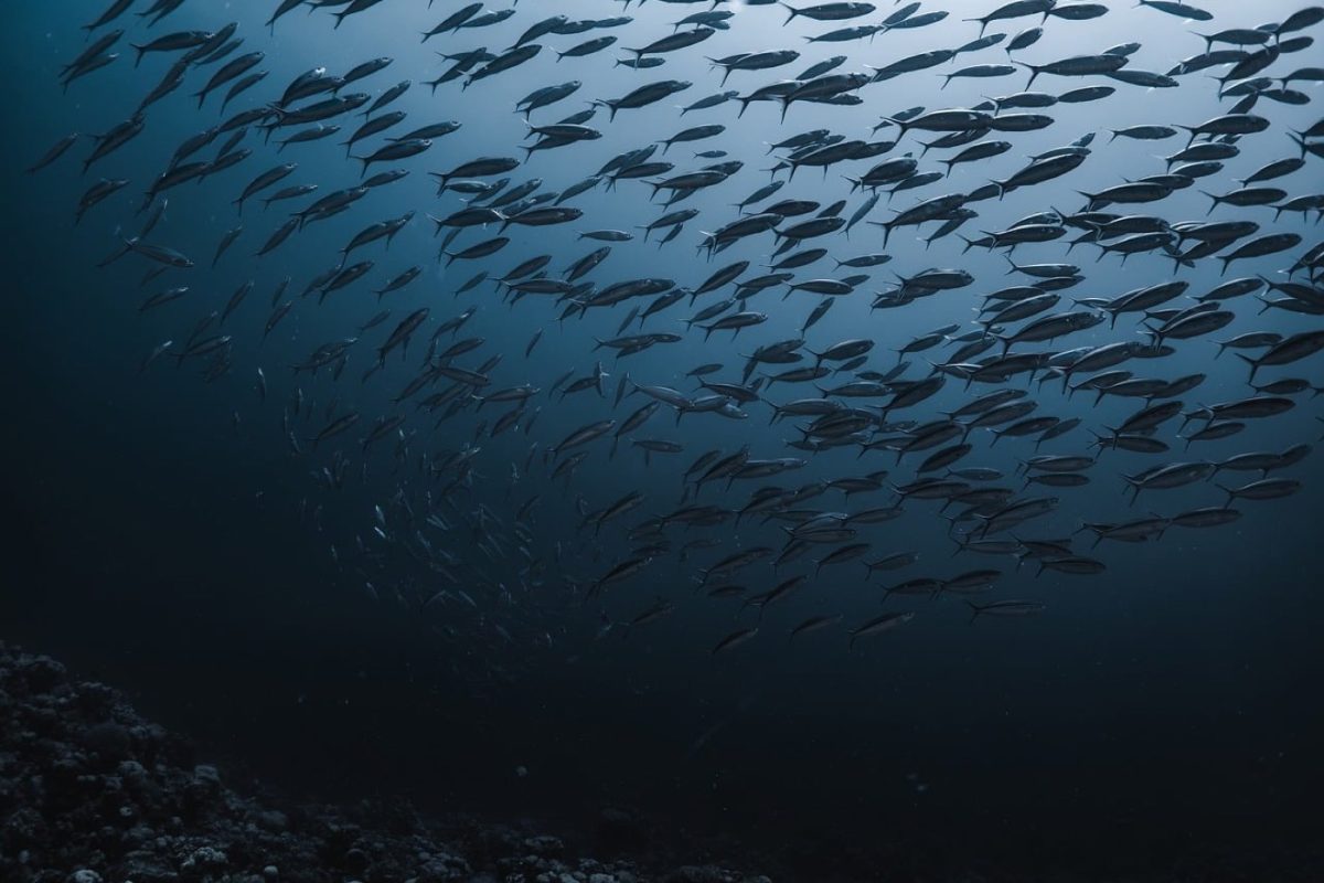 Iles et spots de plongée à l'Île Maurice