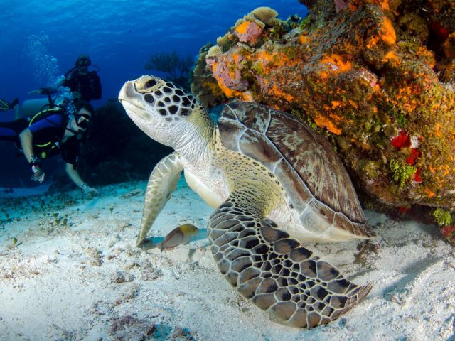 Pourquoi la Floride devient-elle incontournable pour les plongeurs ?