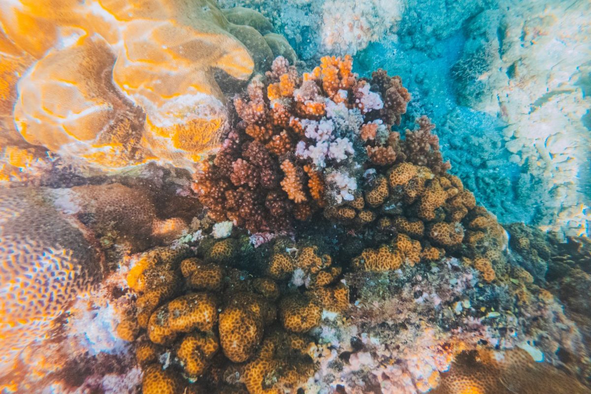 Récifs Coralliens : Les Innovations Qui Pourraient Sauver Nos Écosystèmes Marins