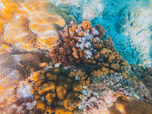 Récifs Coralliens : Les Innovations Qui Pourraient Sauver Nos Écosystèmes Marins