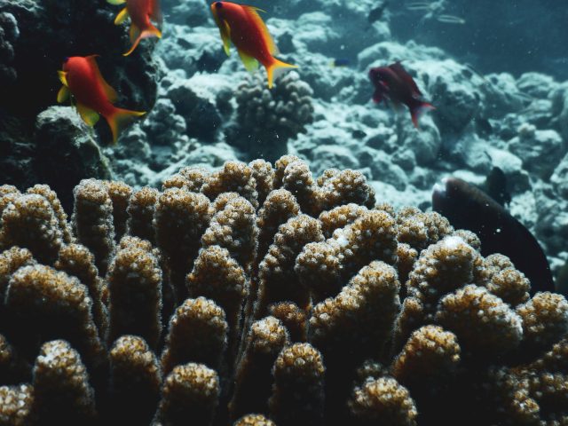 Les menaces qui pèsent sur les récifs coralliens des Maldives